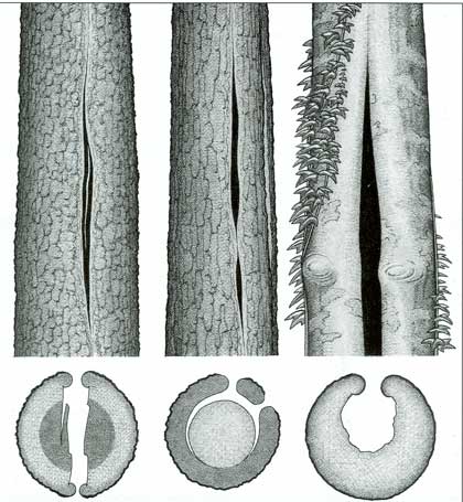 Cavité naturelles/Conserver